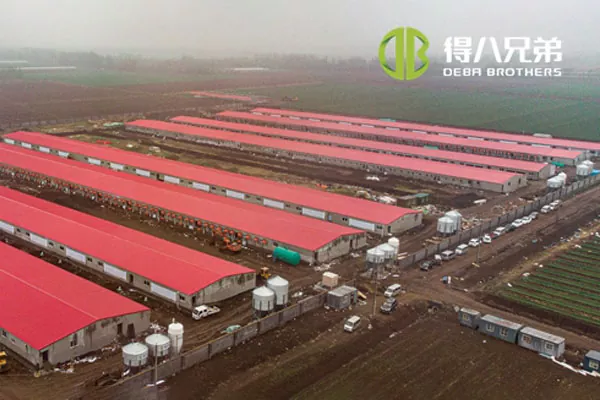 ãFull line projectãShandong Zhucheng4800 sows farm