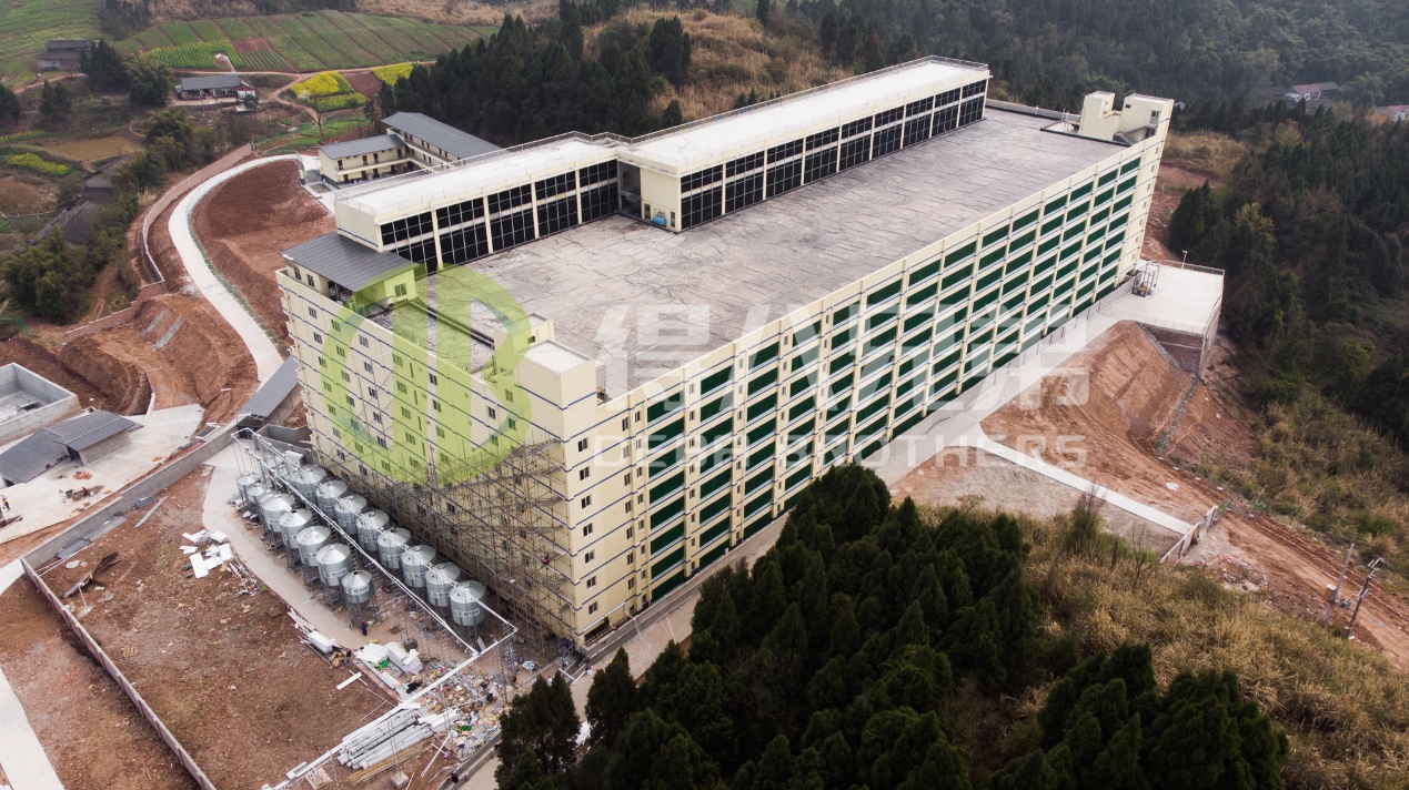 আধুনিক শূকর খামার ডিজাইনে কীভাবে পরিবেশগত গুণমান উন্নত করা যায়