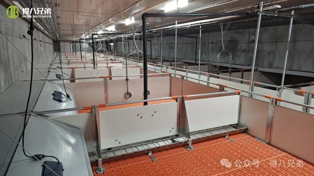 গরম আবহাওয়ার সময় সোয়াইন ফার্মে তাপ চাপ প্রতিরোধ ও ব্যবস্থাপনা